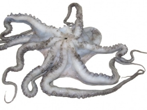Frischer Oktopus