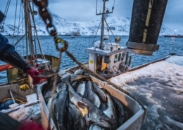 Fisch wird auf höchst unterschiedliche Arten gefangen