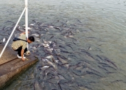 Pangasius Farm in Thailand