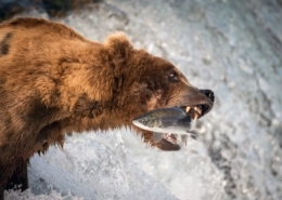 Der berühmte Salmon Run - die Wanderung der Wildlachse