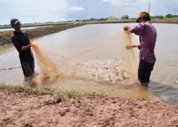 Shrimp Farm in Vietnam