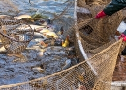 Fisch-Gruber führt ausschließlich Karpfen aus österreichischer Teichwirtschaft