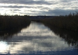 Kanal im Schilfgürtel des Neusiedlersees