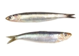 Sardelle (oben) und Sardine (unten)