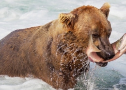 Bärenhunger auf Wildlachs?